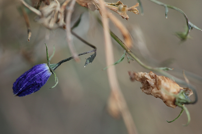 Campanula cochleariifolia